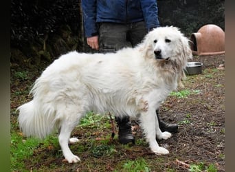 Aristodemo - nicht nur Schall und Rauch