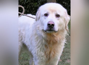 Balvin - Andere schauen bis zum Horizont