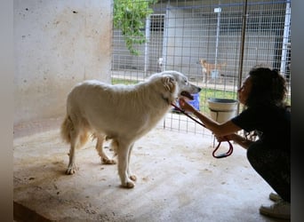 Hadrianus - weiß, es wird einmal ein Wunder gescheh'n