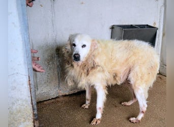 Daigle - "Tauschen Sie den Rest Ihres Zögerns gegen den Rest meines Lebens!"