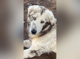 Mulan - eine weiße Herzensbrecherin und ihre drei Schwestern