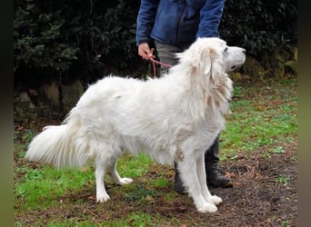 Aristodemo - nicht nur Schall und Rauch