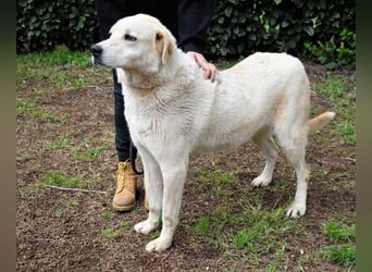 Neeko - Traumhund sucht Traummenschen