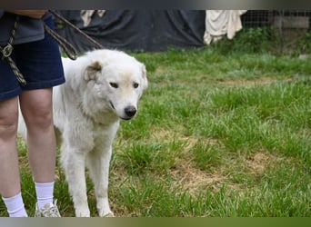 Boss - Wenn ein Name täuscht und ein Herz gewinnt