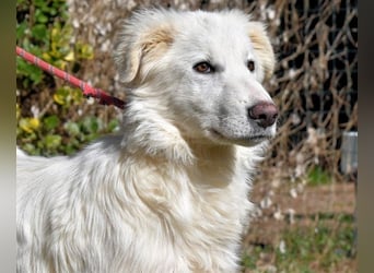 Heathon - sucht die Liebe seines Lebens