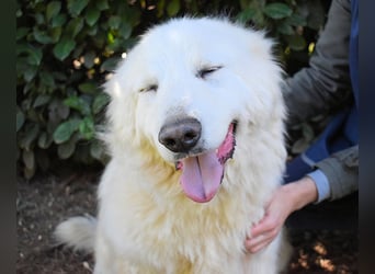 Hadriano - Viel mehr als nur einer unter vielen!