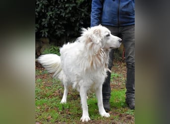 Aristodemo - nicht nur Schall und Rauch