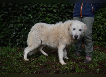 Gherardo - Ein Adler bleibt ein Adler...