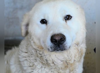 Eskie - aber bitte mit Sahne ins Glück!