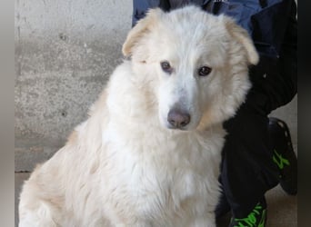 Olivielle- Junge Dame im Bärenmantel