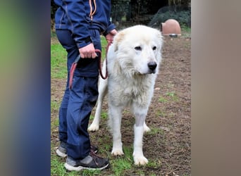 Apolonio - möchte für seine Menschen ein Fels in der Brandung sein