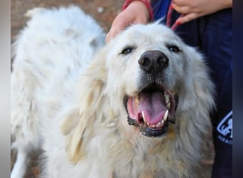 Aristodemo - nicht nur Schall und Rauch