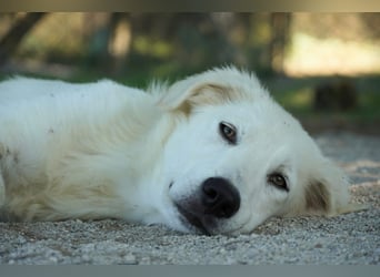 Madea - eine weiße Herzensbrecherin und ihre drei Schwestern