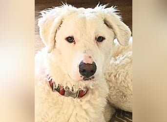 Bullo - Jede Menge tolle Dinge....