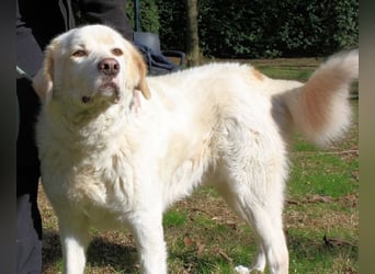 Abele - wenn Kraft und Zeit verloren gehen