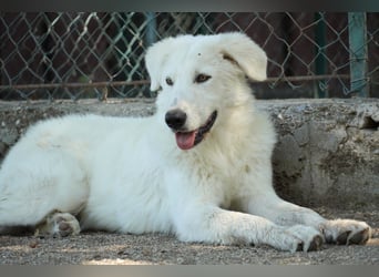 Mona - Ruhe, Würde und ein großes Herz