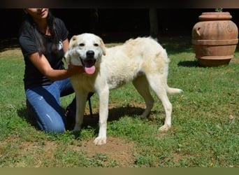 Neeko - Traumhund sucht Traummenschen