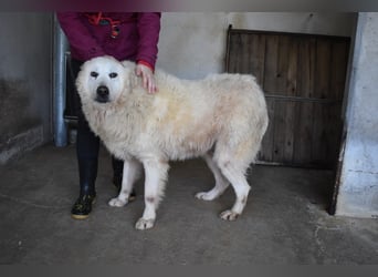Daigle - "Tauschen Sie den Rest Ihres Zögerns gegen den Rest meines Lebens!"