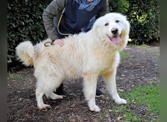 Hadriano - Viel mehr als nur einer unter vielen!