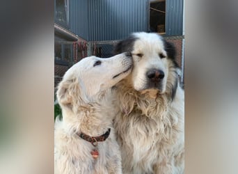 Tennison - Fellknäuel sucht dringend großes Körbchen