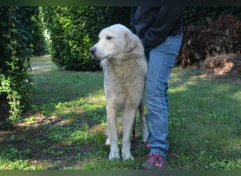 Sisko - es sind so viele