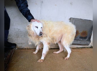 Daigle - "Tauschen Sie den Rest Ihres Zögerns gegen den Rest meines Lebens!"