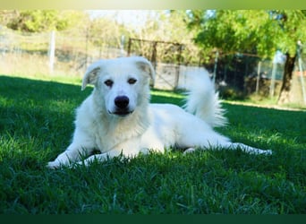 Mira - eine weiße Herzensbrecherin und ihre drei Schwestern