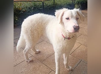 Bullo - weißer Eisbär mit sanfter Seele