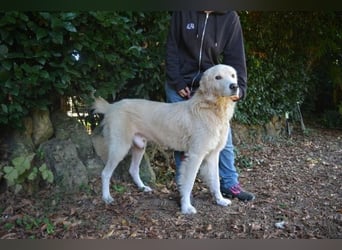 Sisko - es sind so viele