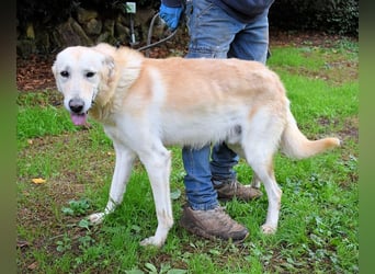 Yannick - SOS- Dringend Pflegestelle oder Zuhause gesucht - verloren zwischen Angst und Bindung