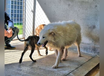 Albertone - Alles, alles Gute!!!