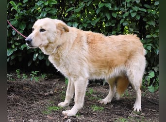 Antiloco - Nur ein Wunsch: endlich nach Hause!