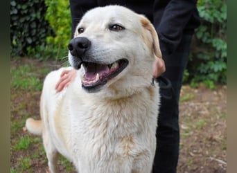 Neeko - Traumhund sucht Traummenschen