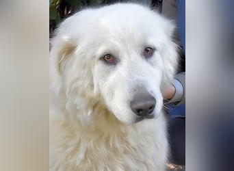 Hadriano - Viel mehr als nur einer unter vielen!