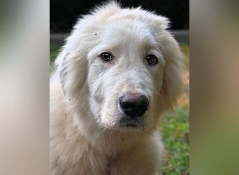 Leofric - Kleiner Löwe hat Großes vor