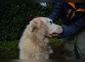 Gherardo - Ein Adler bleibt ein Adler...