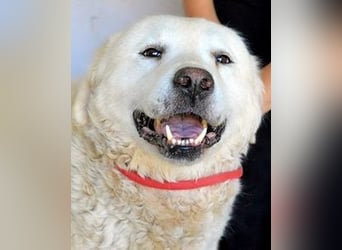 Eskie - aber bitte mit Sahne ins Glück!