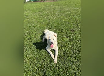 Cornelius - Woher soll er es können?