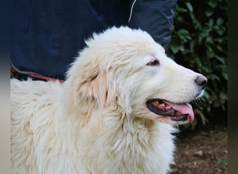 Leofric - Kleiner Löwe hat Großes vor
