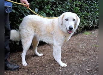 Damarius - niemals ist eine schrecklich lange Zeit