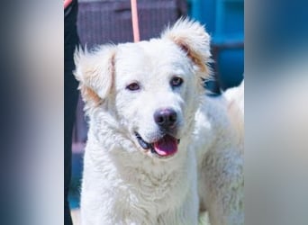 Cornelius - ein junger Rüde mir Herz, Köpfchen und Tatendrang