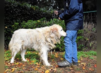Akamu - Sucht seinen passenden Deckel