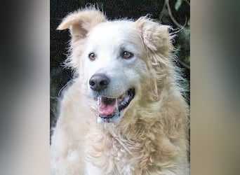 Dominico - Die Stimme des Windes