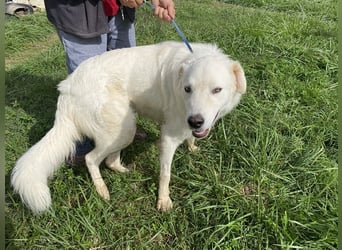 Boss - Wenn ein Name täuscht und ein Herz gewinnt