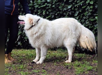 Hadriano - Viel mehr als nur einer unter vielen!