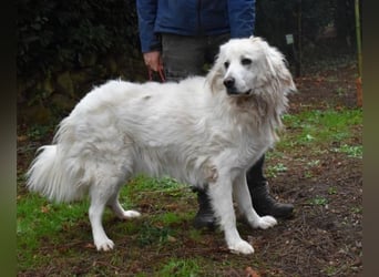 Aristodemo - nicht nur Schall und Rauch