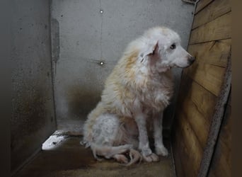 Haigen - SOS - Wenn das Foto zur Anklage wird.