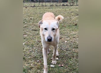 Yannick - SOS- (Dringend Pfflegestelle oder Zuhause gesucht )verloren zwischen Angst und Bindung