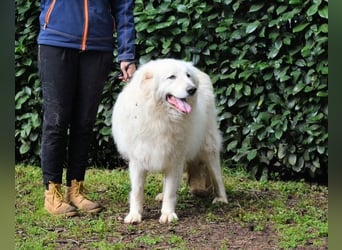 Hadriano - Viel mehr als nur einer unter vielen!