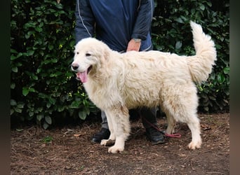 Leofric - Kleiner Löwe hat Großes vor